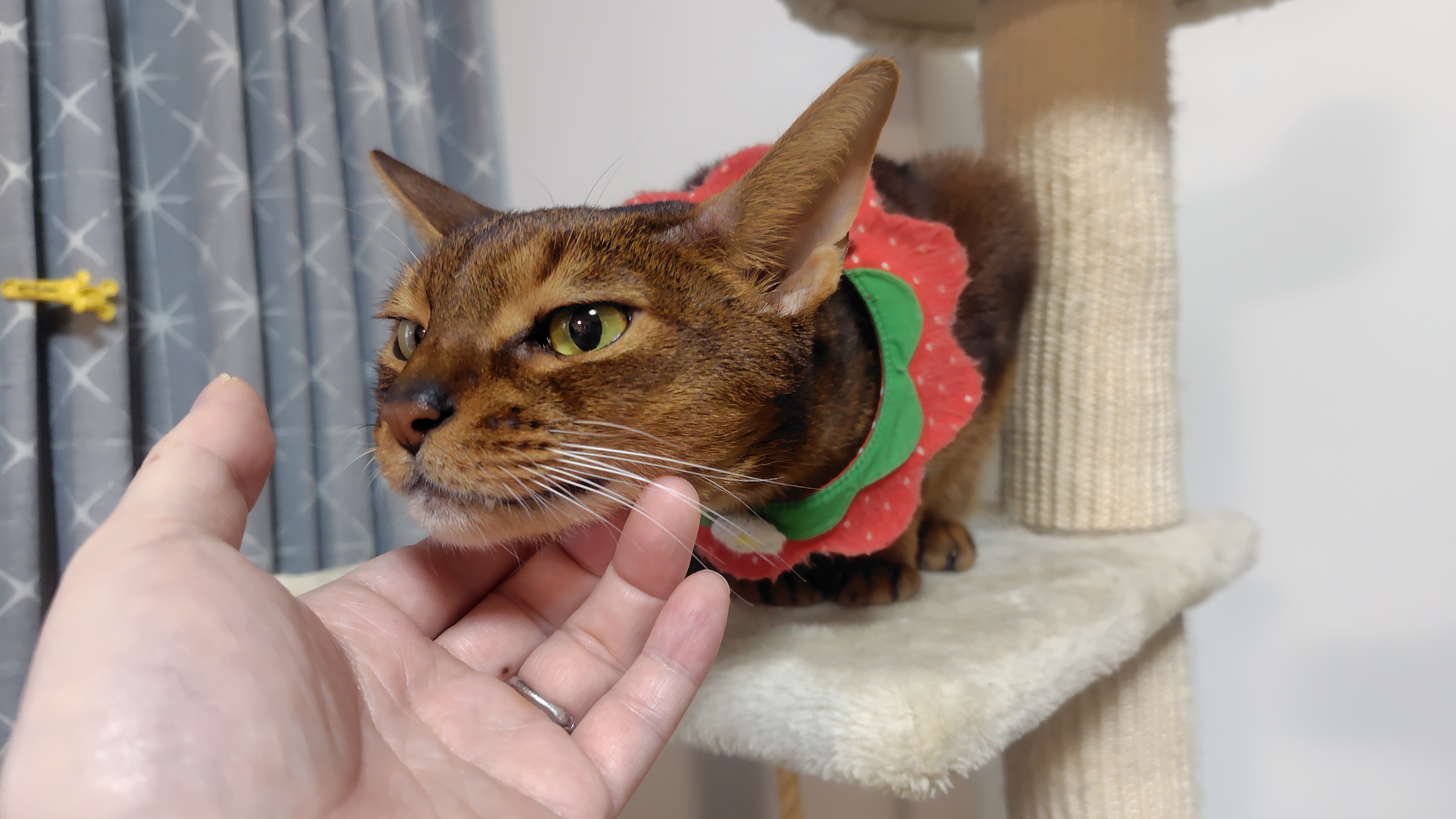 猫