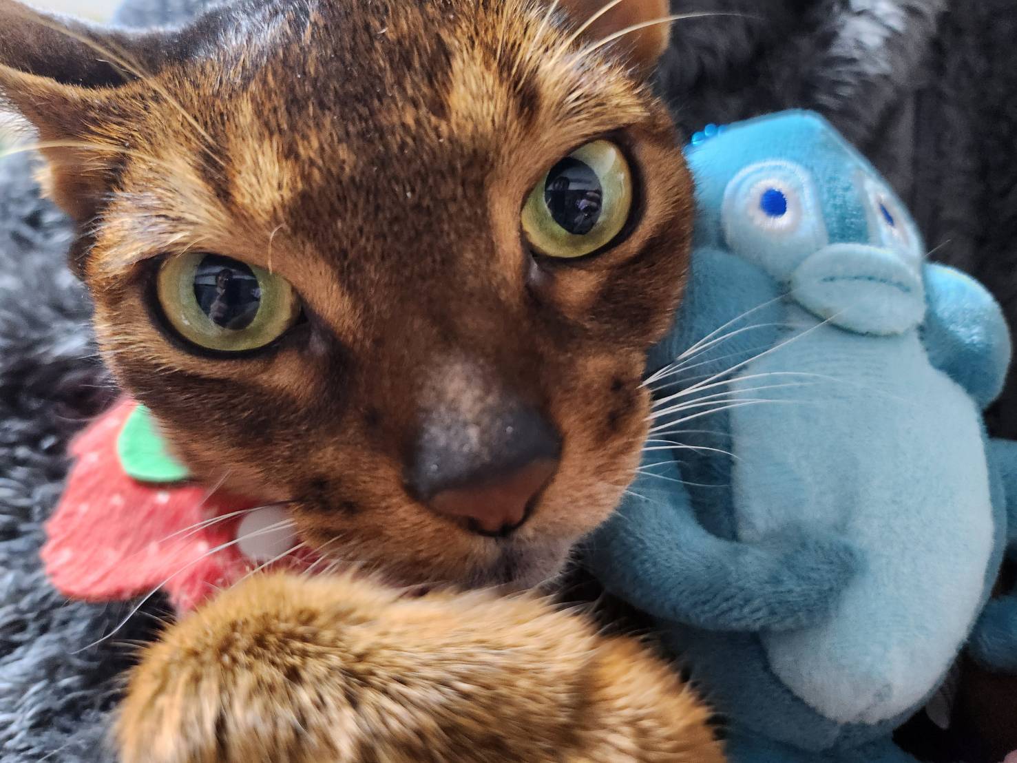 猫