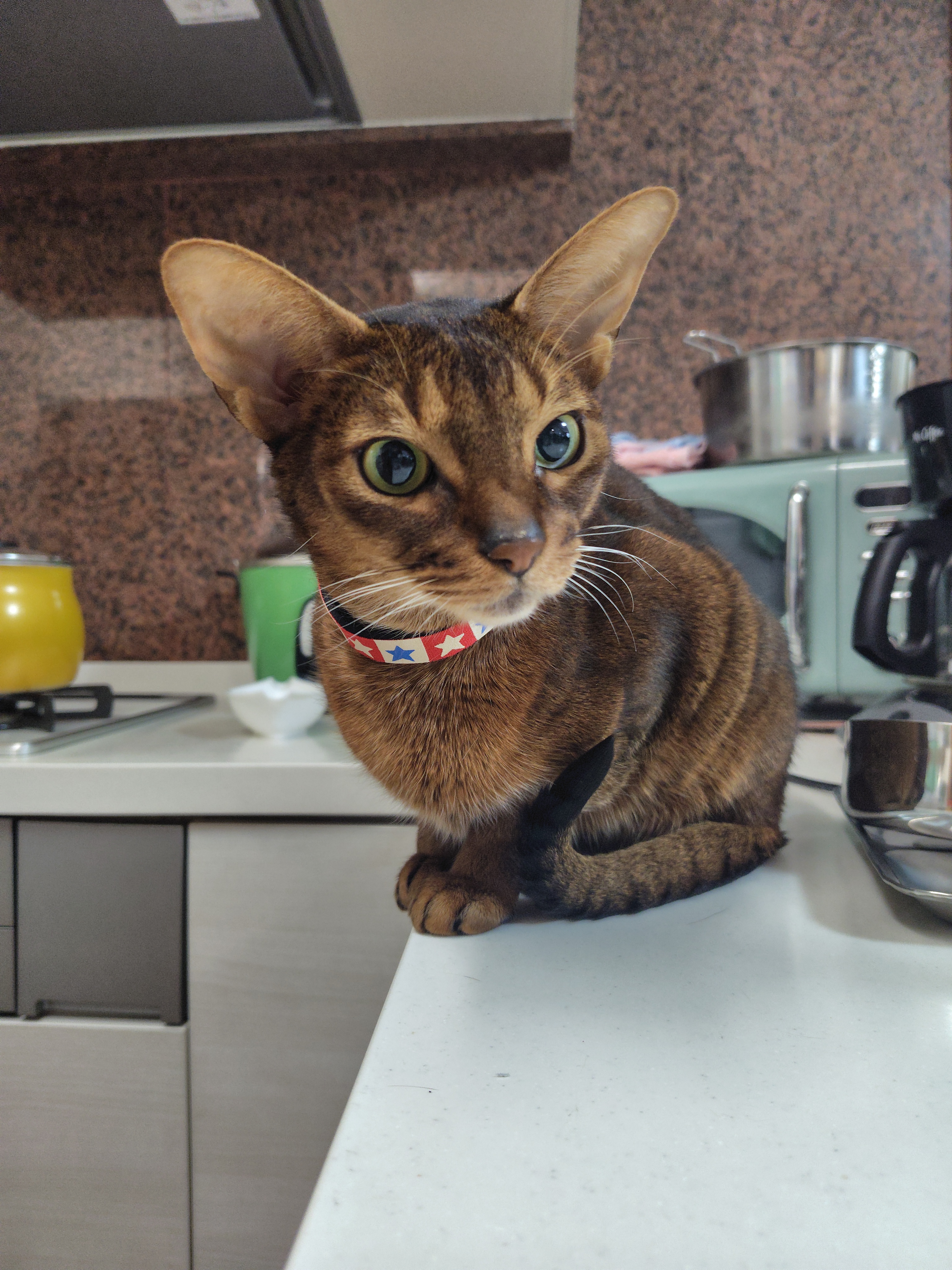Somewhere Cats