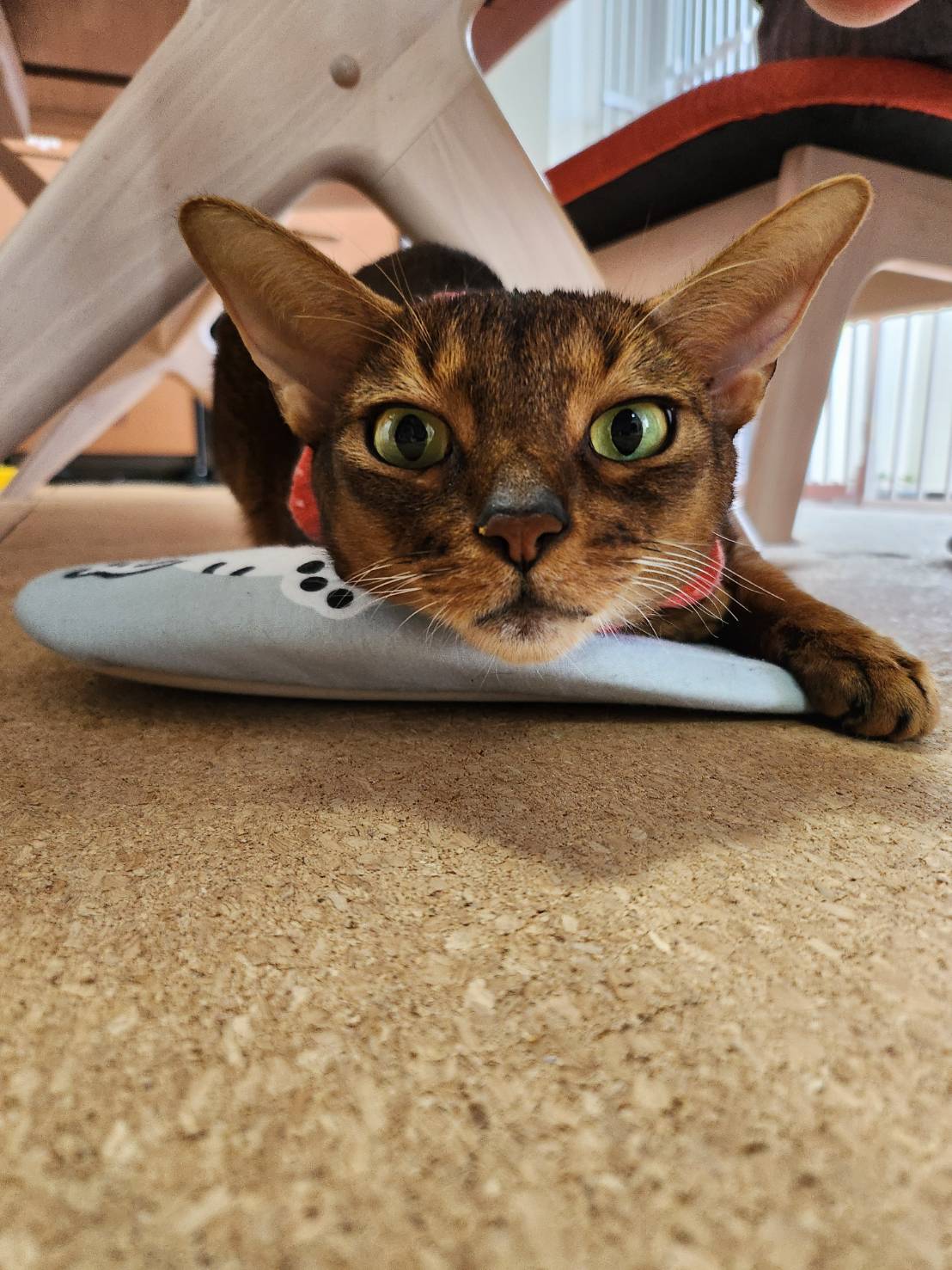猫