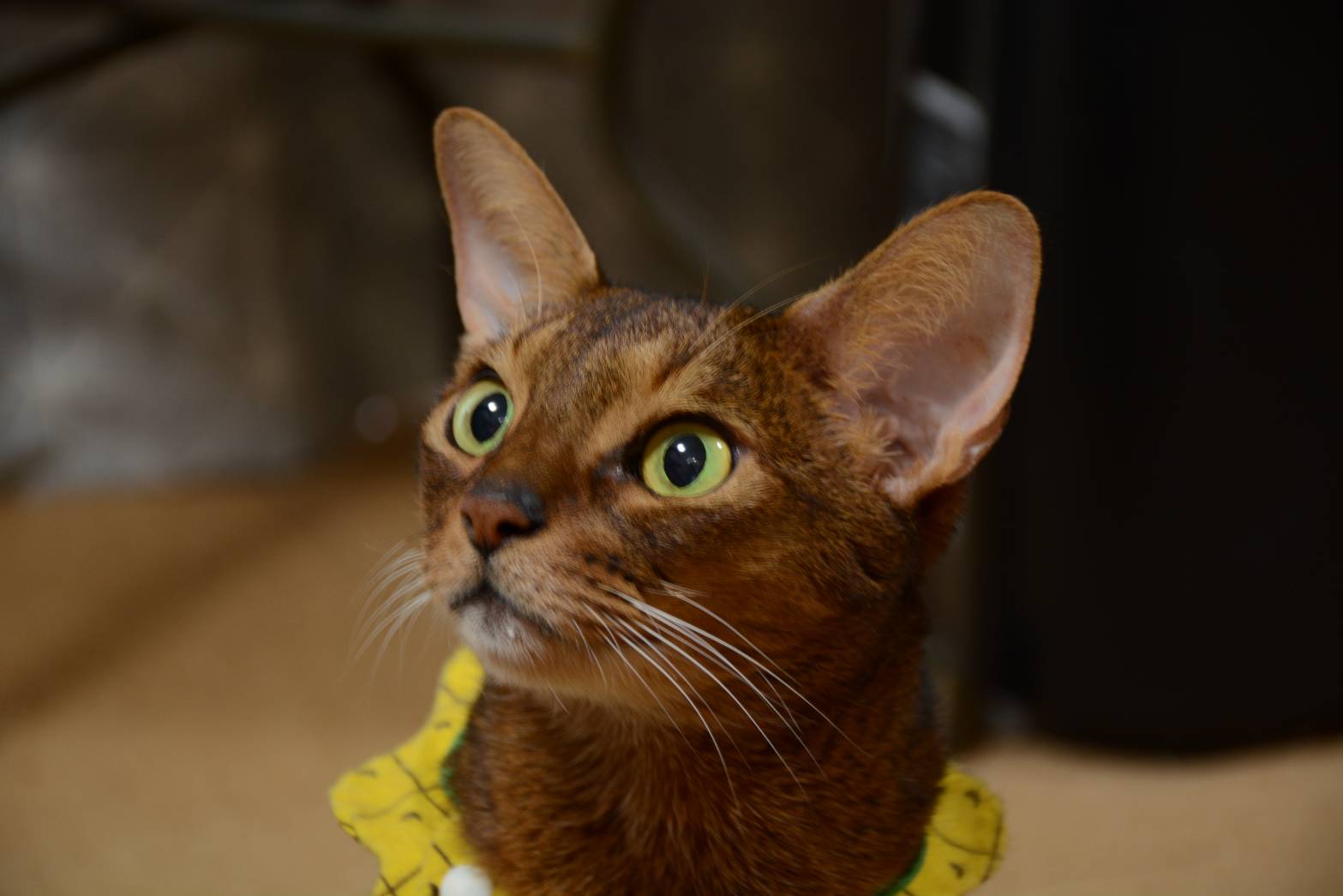 猫