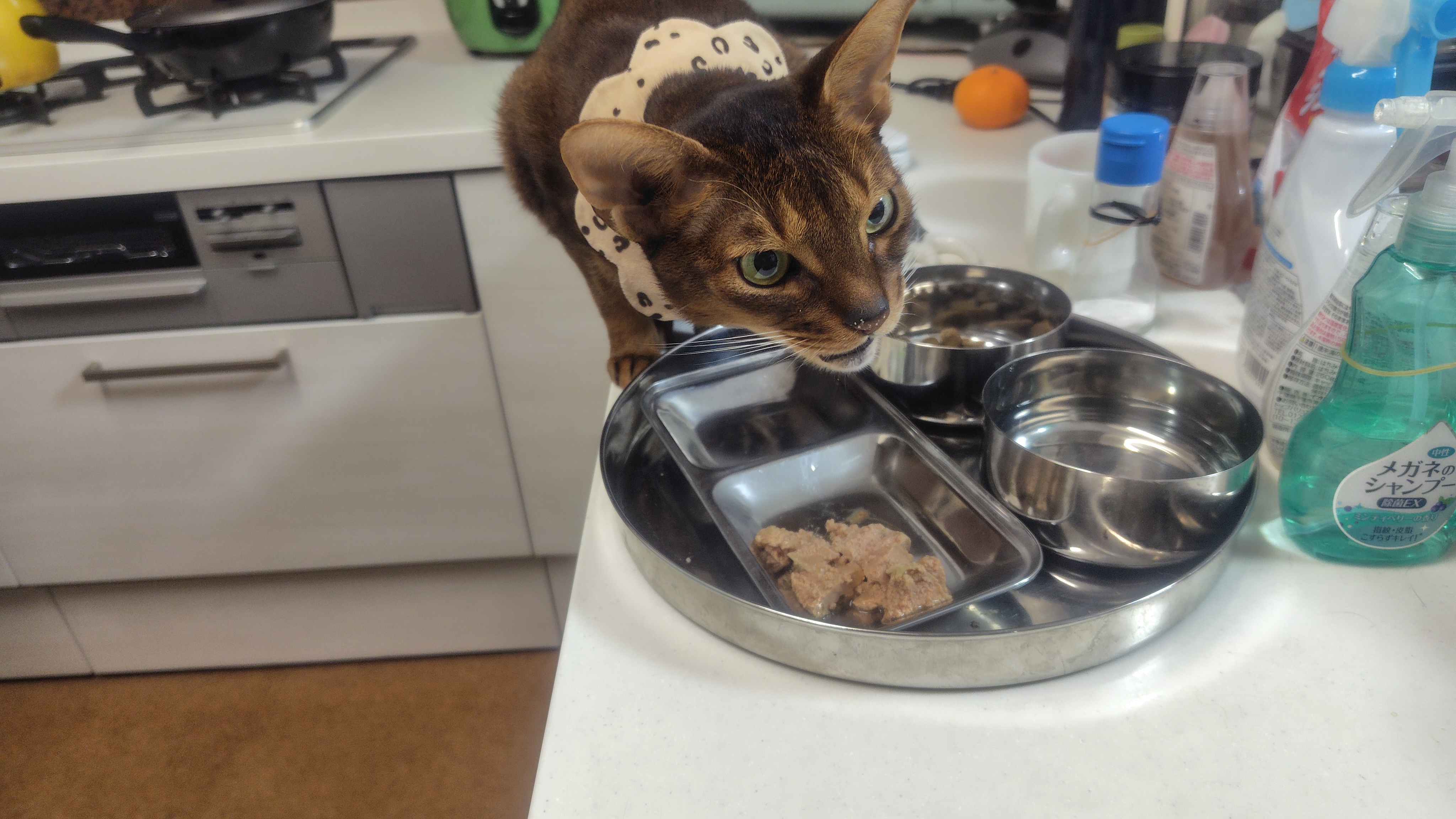 猫たちの食卓