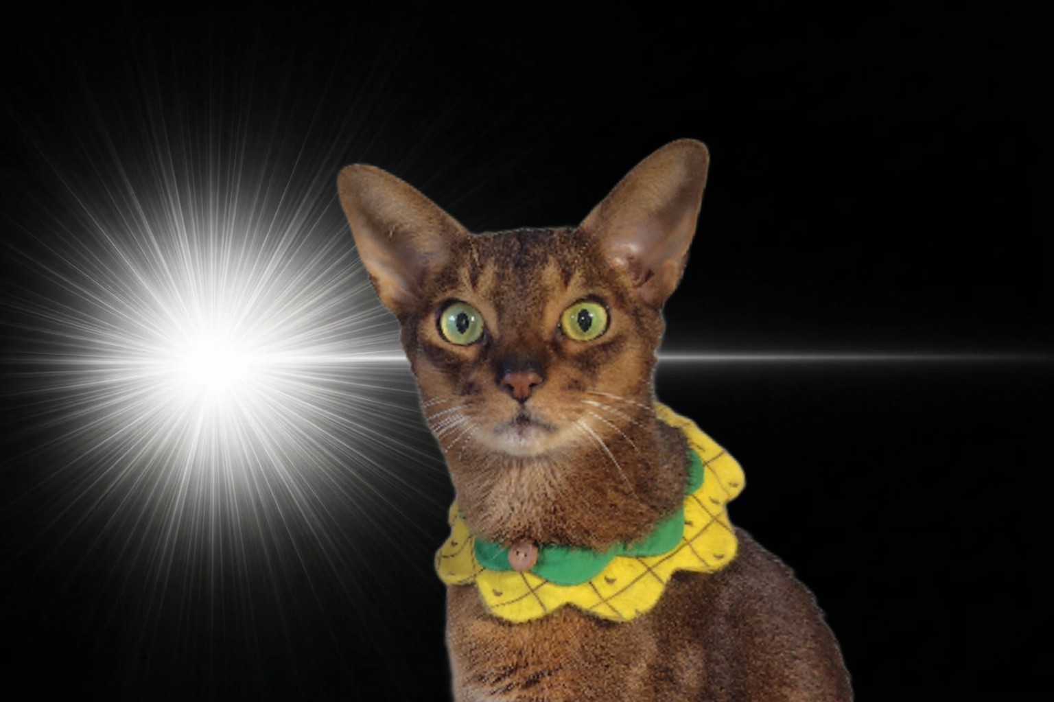 Somewhere Cats