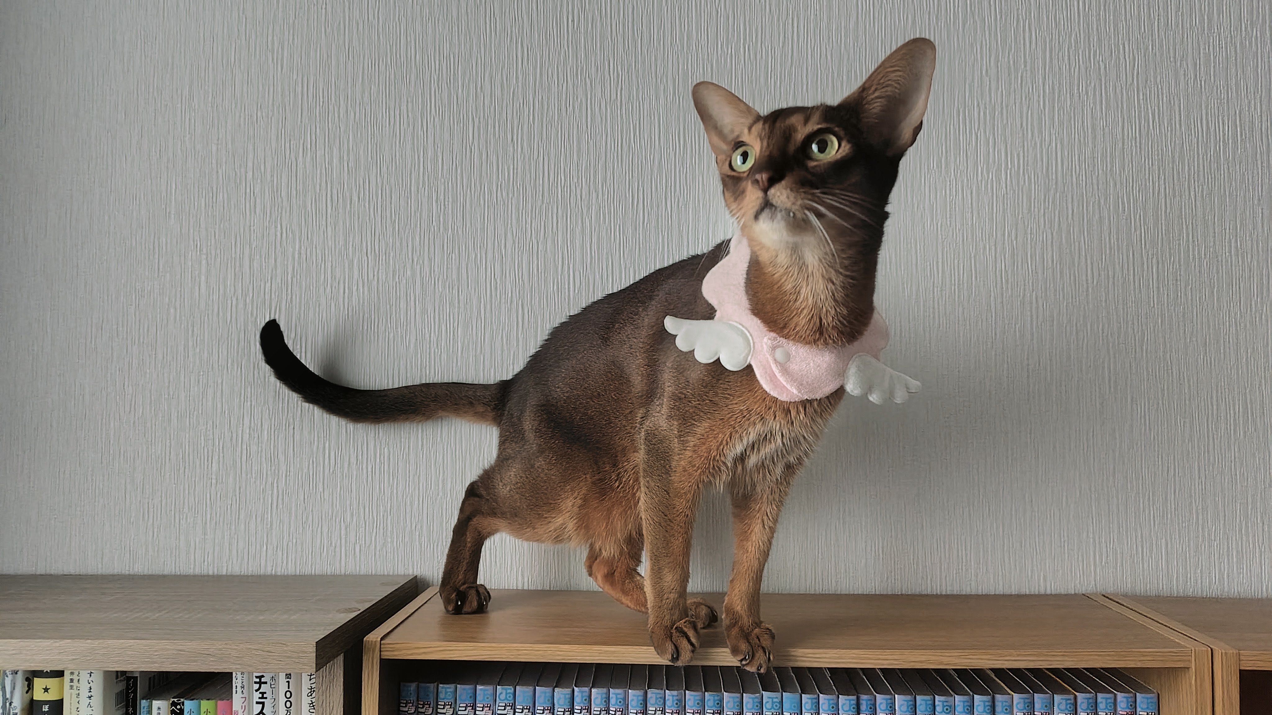 猫
