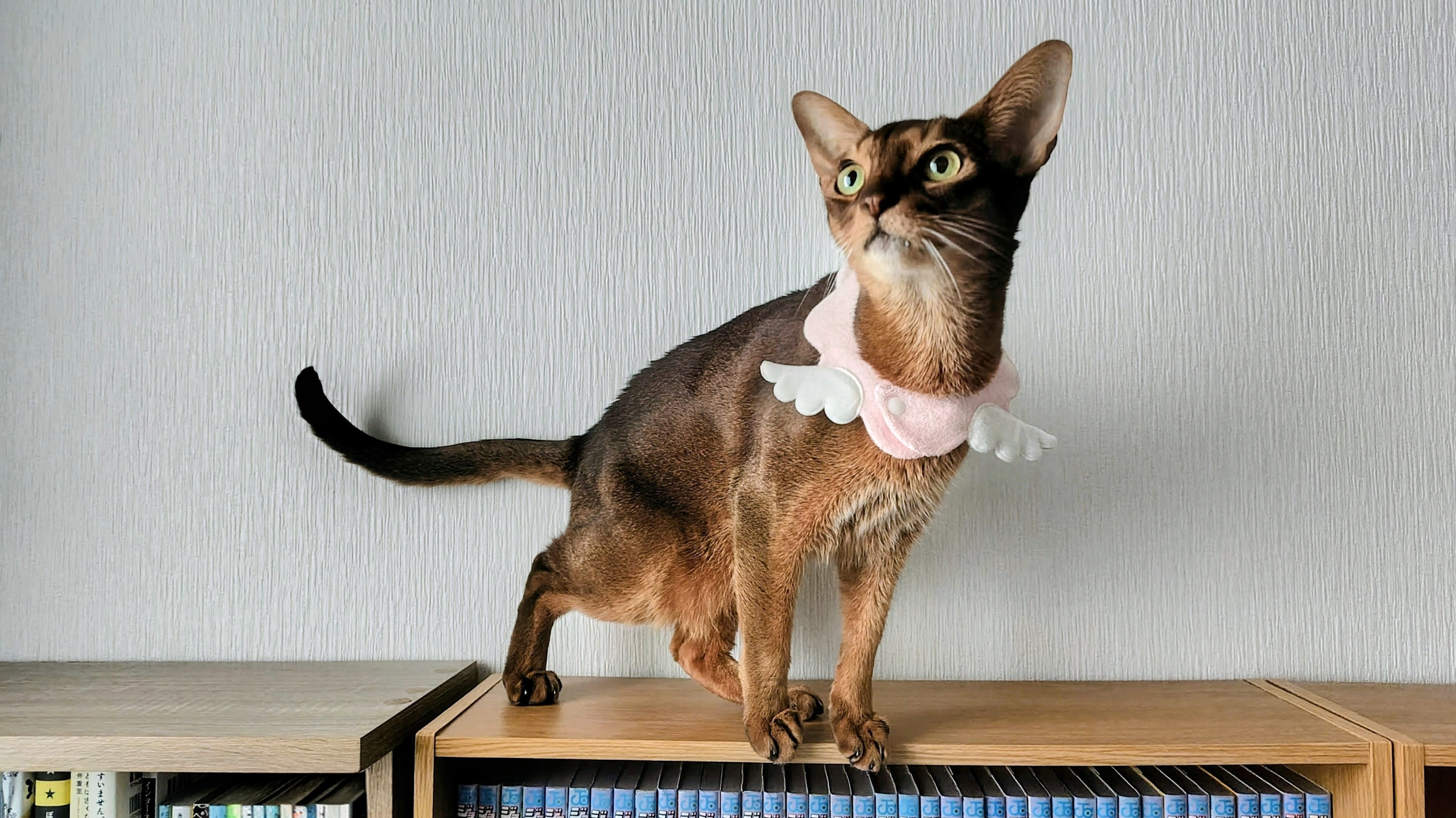 Somewhere Cats