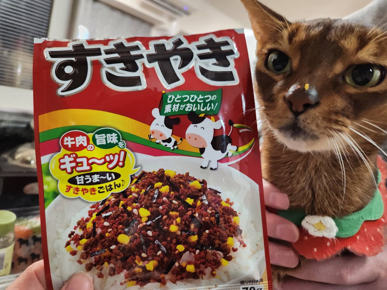 Somewhere Cats