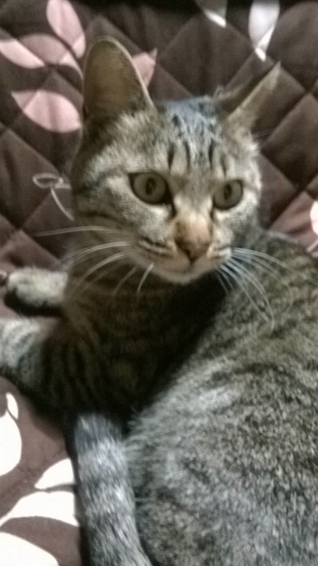 Somewhere Cats