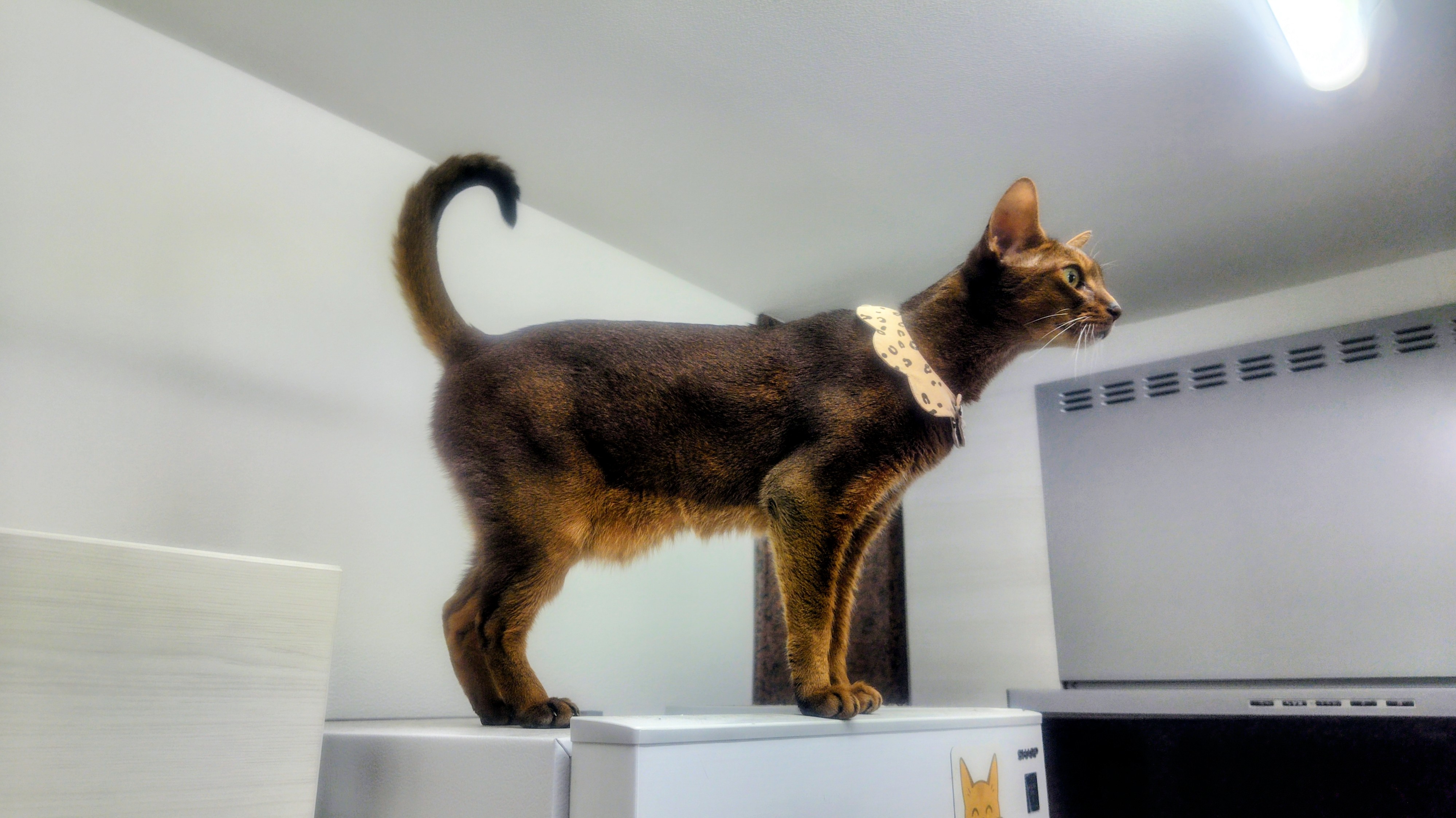 Somewhere Cats