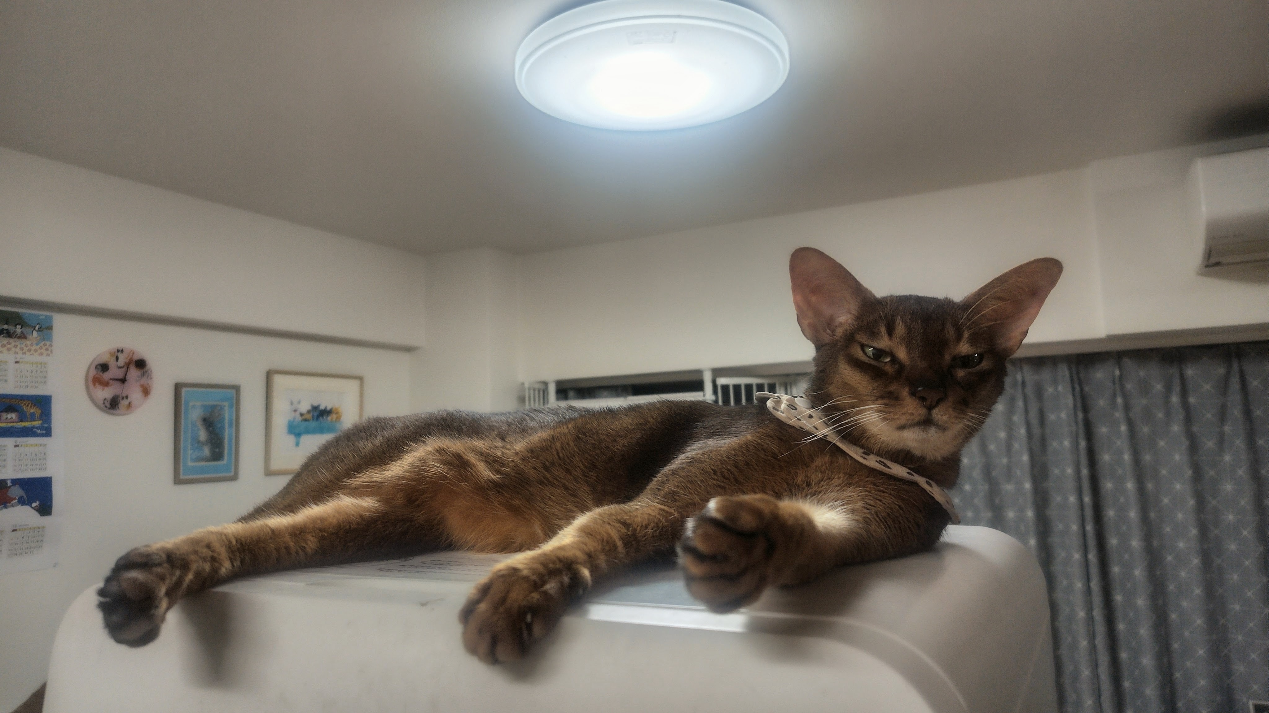 Somewhere Cats