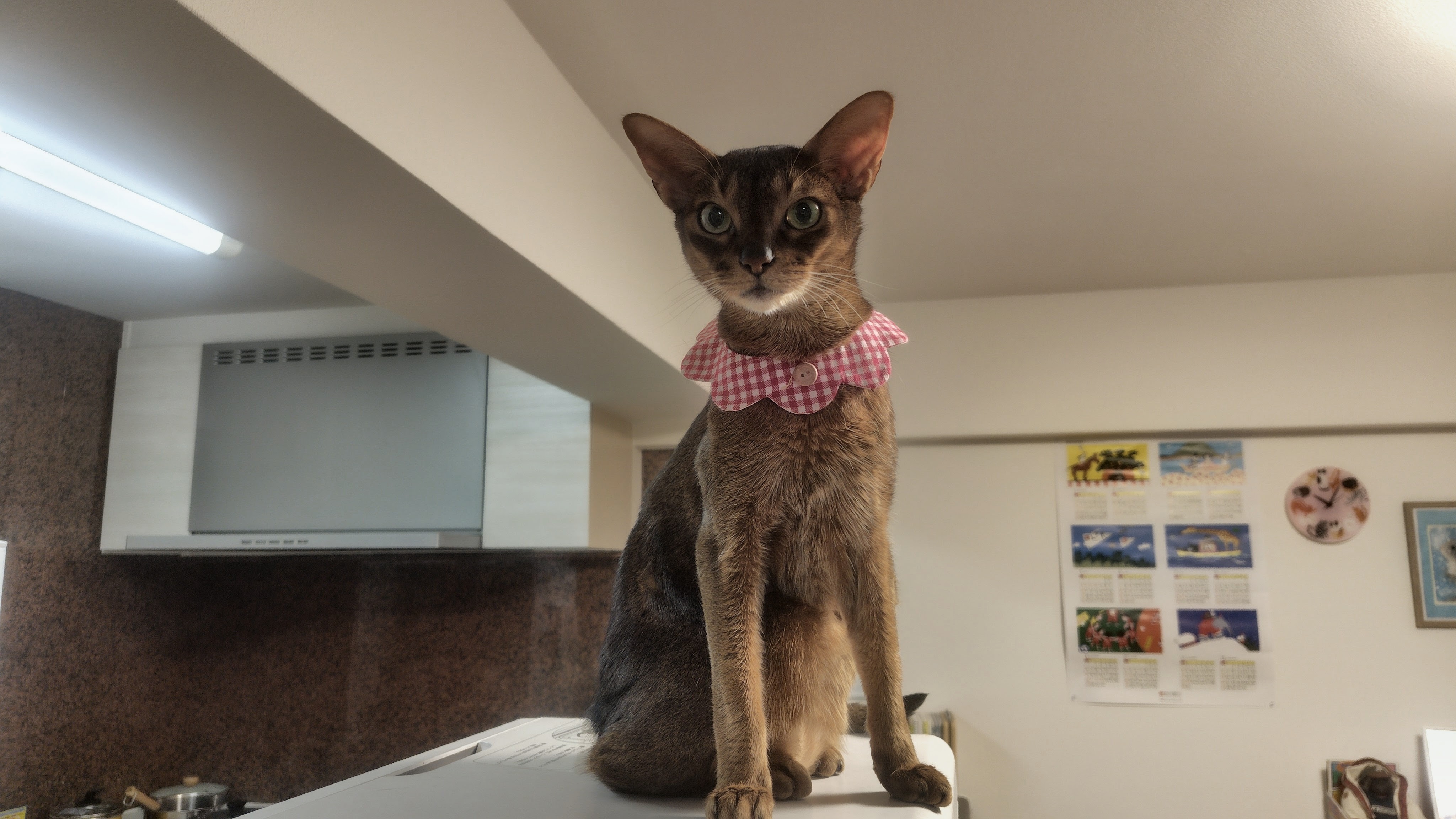 猫