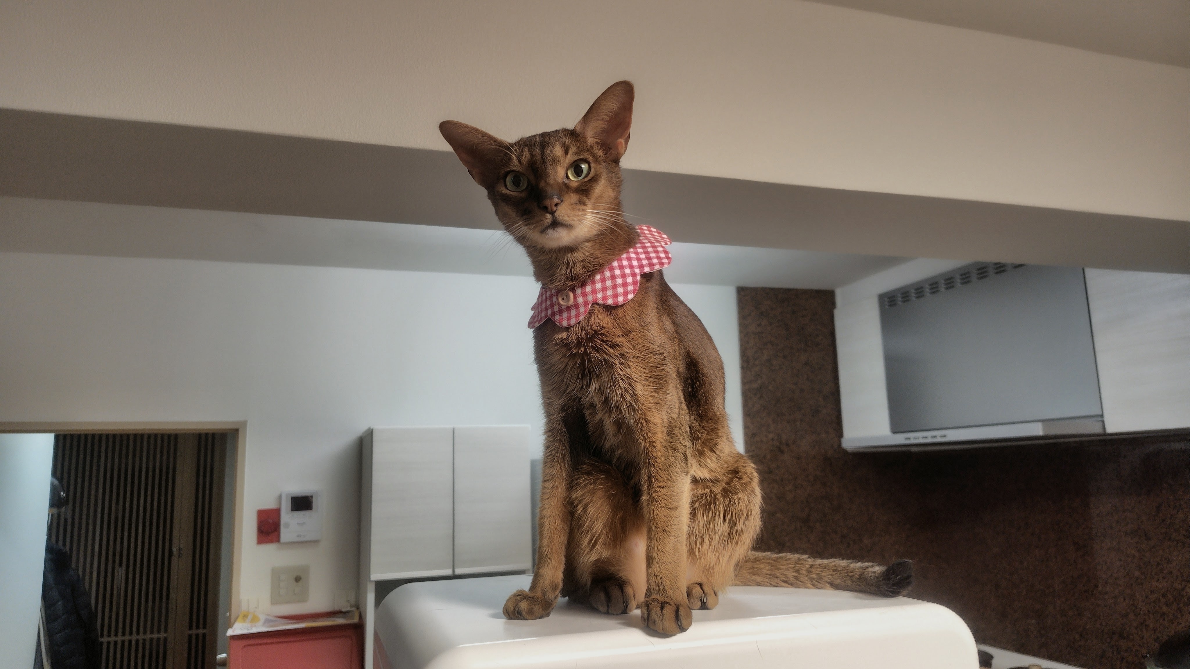 Somewhere Cats
