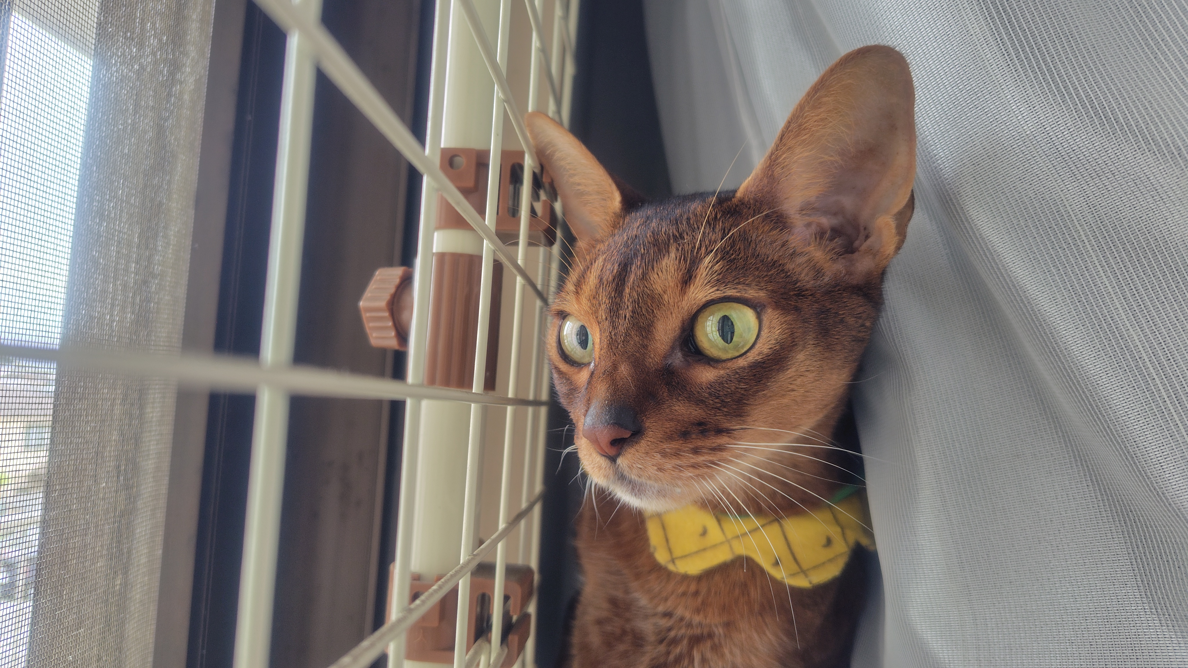 Somewhere Cats