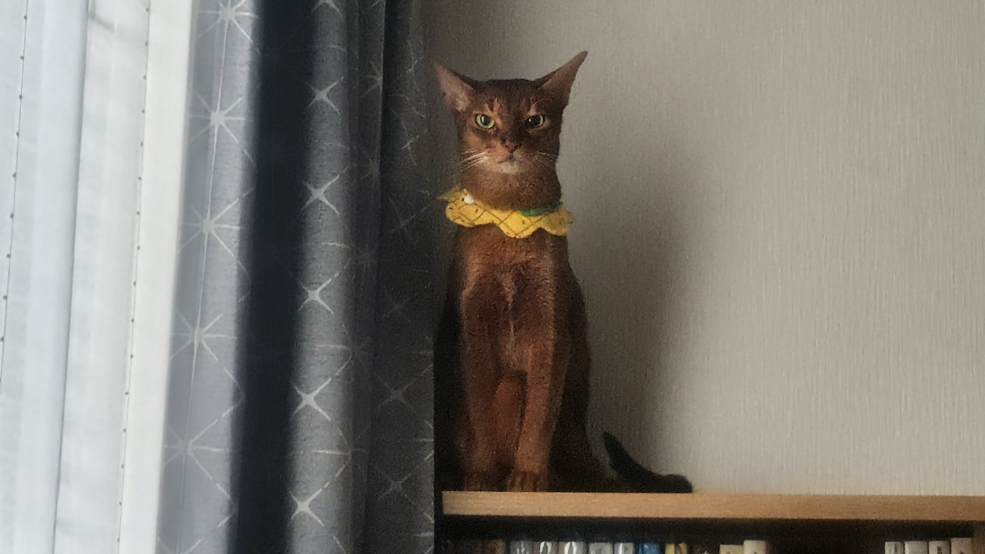 猫
