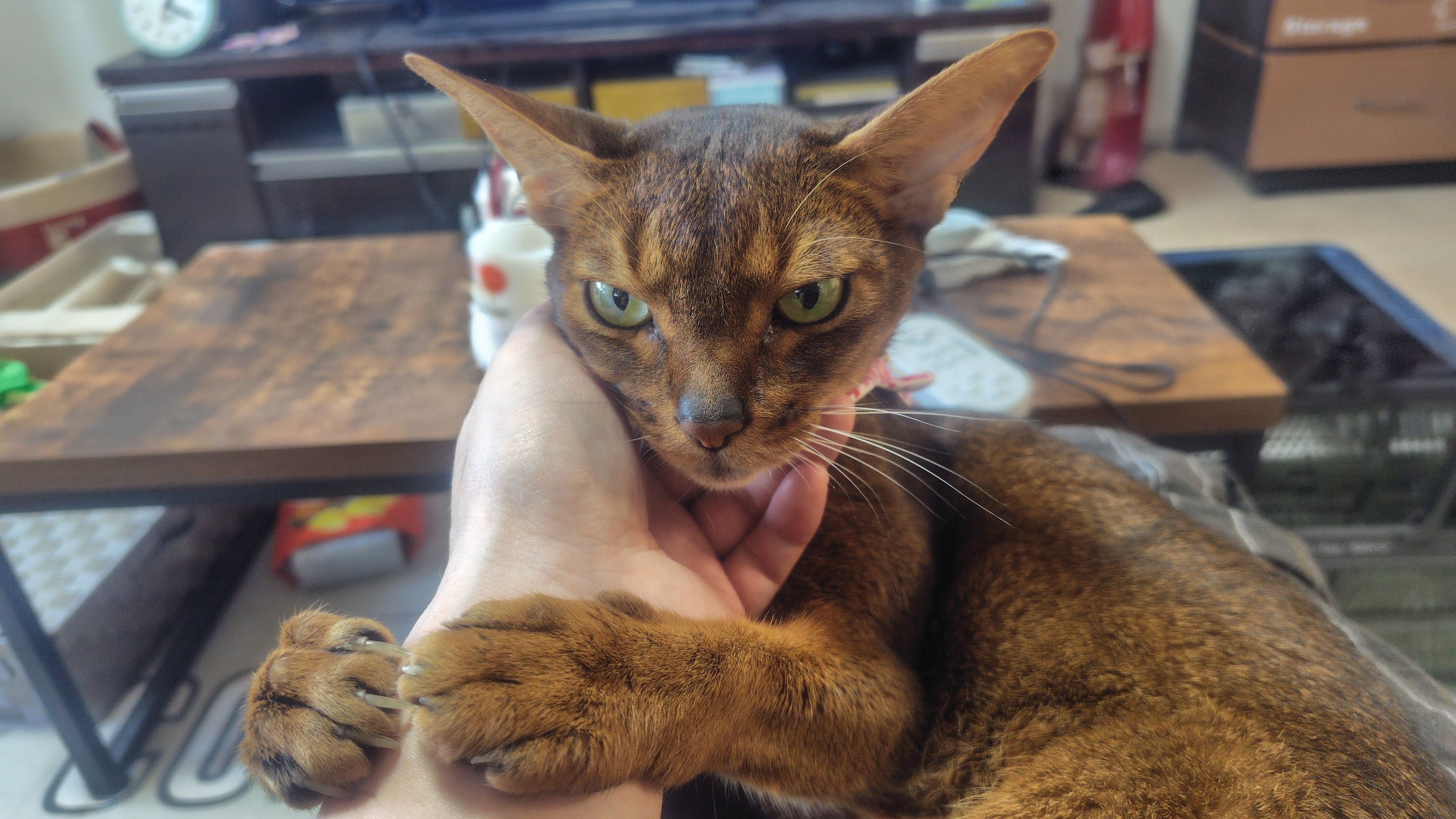 猫