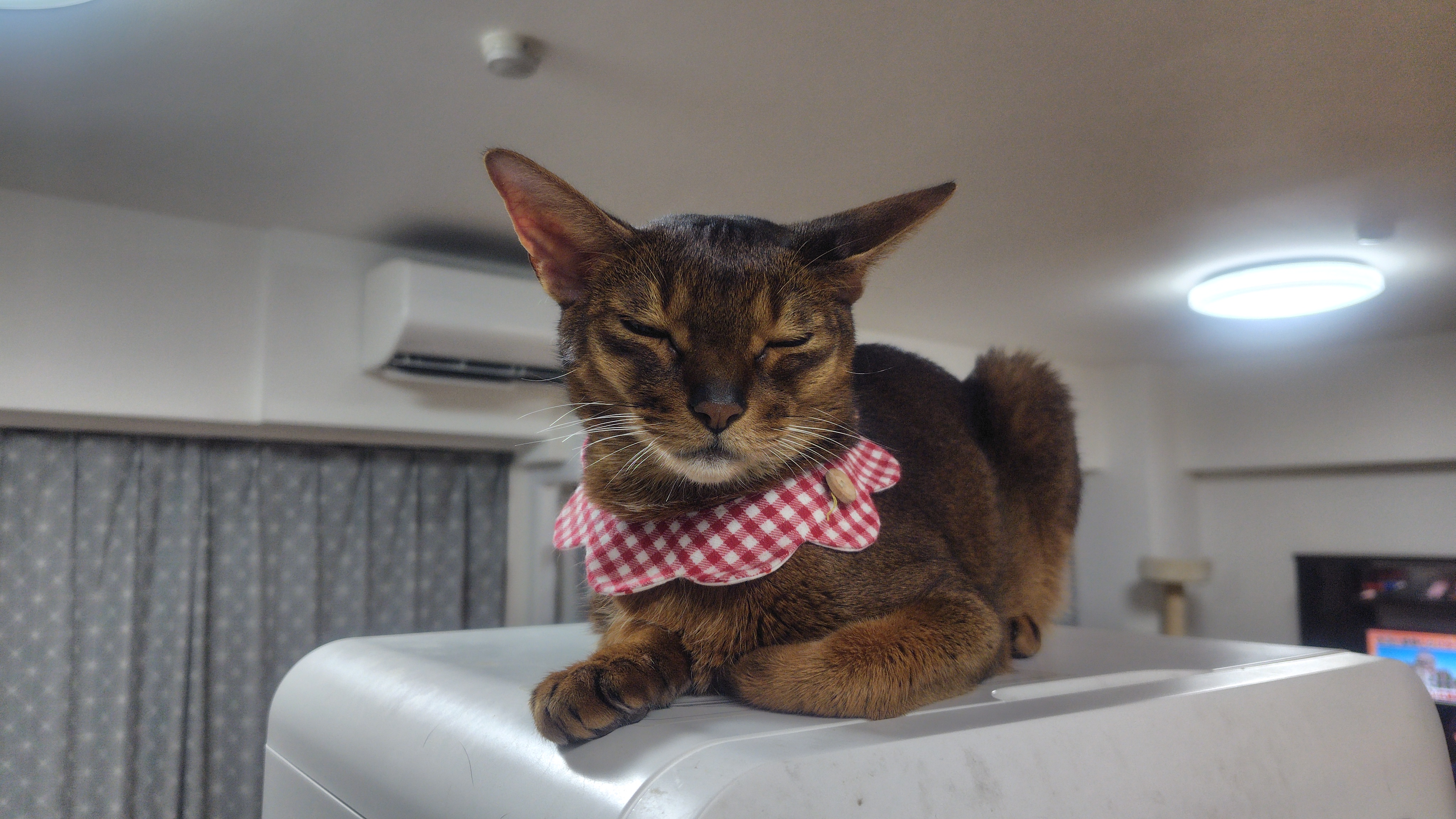 猫