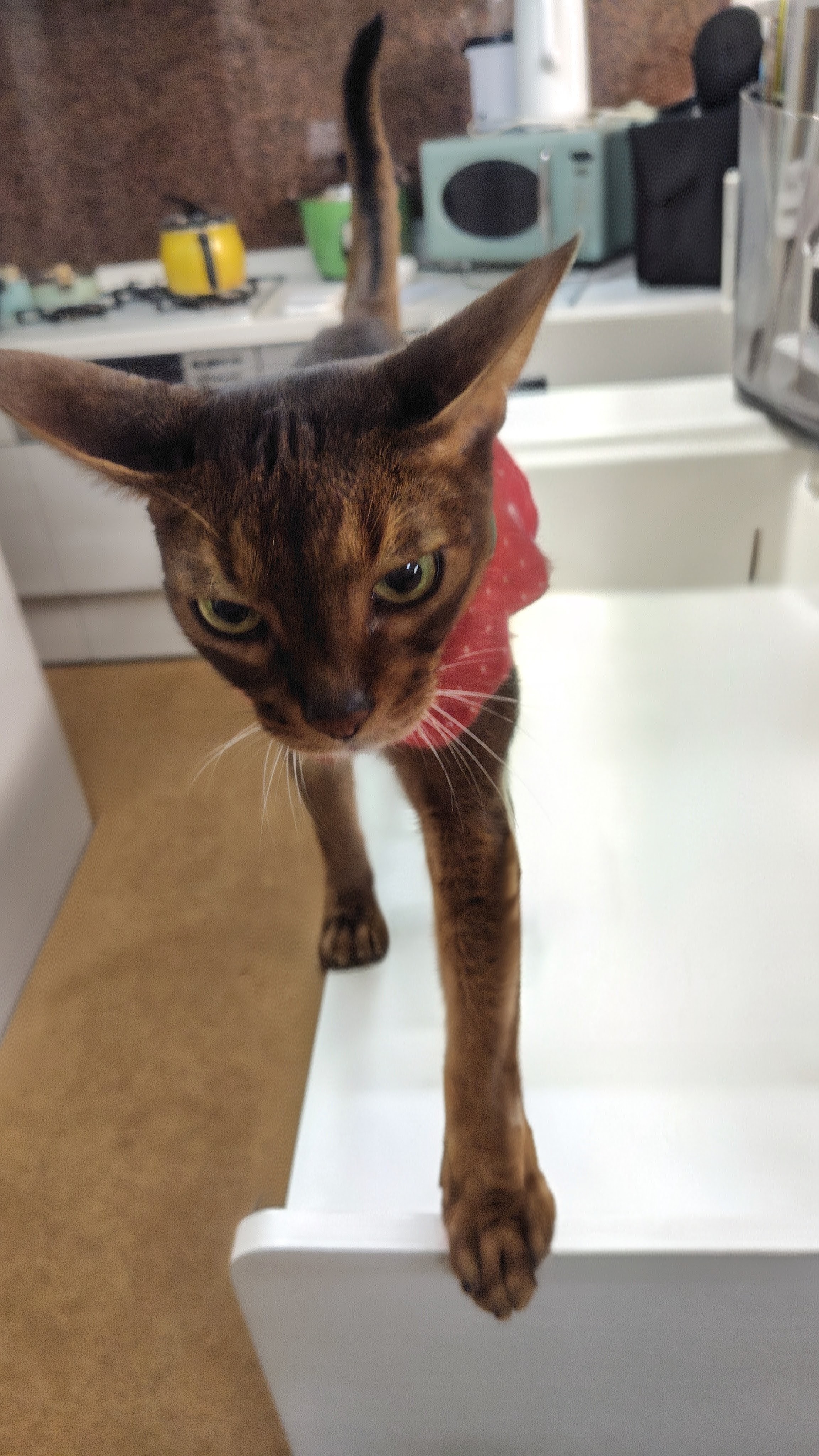 猫