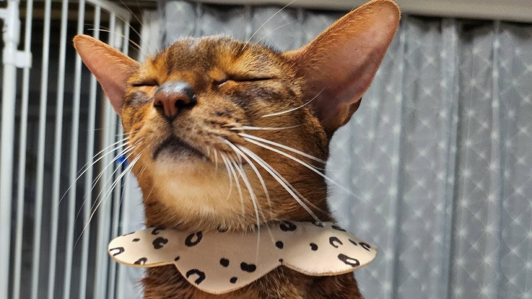 Somewhere Cats