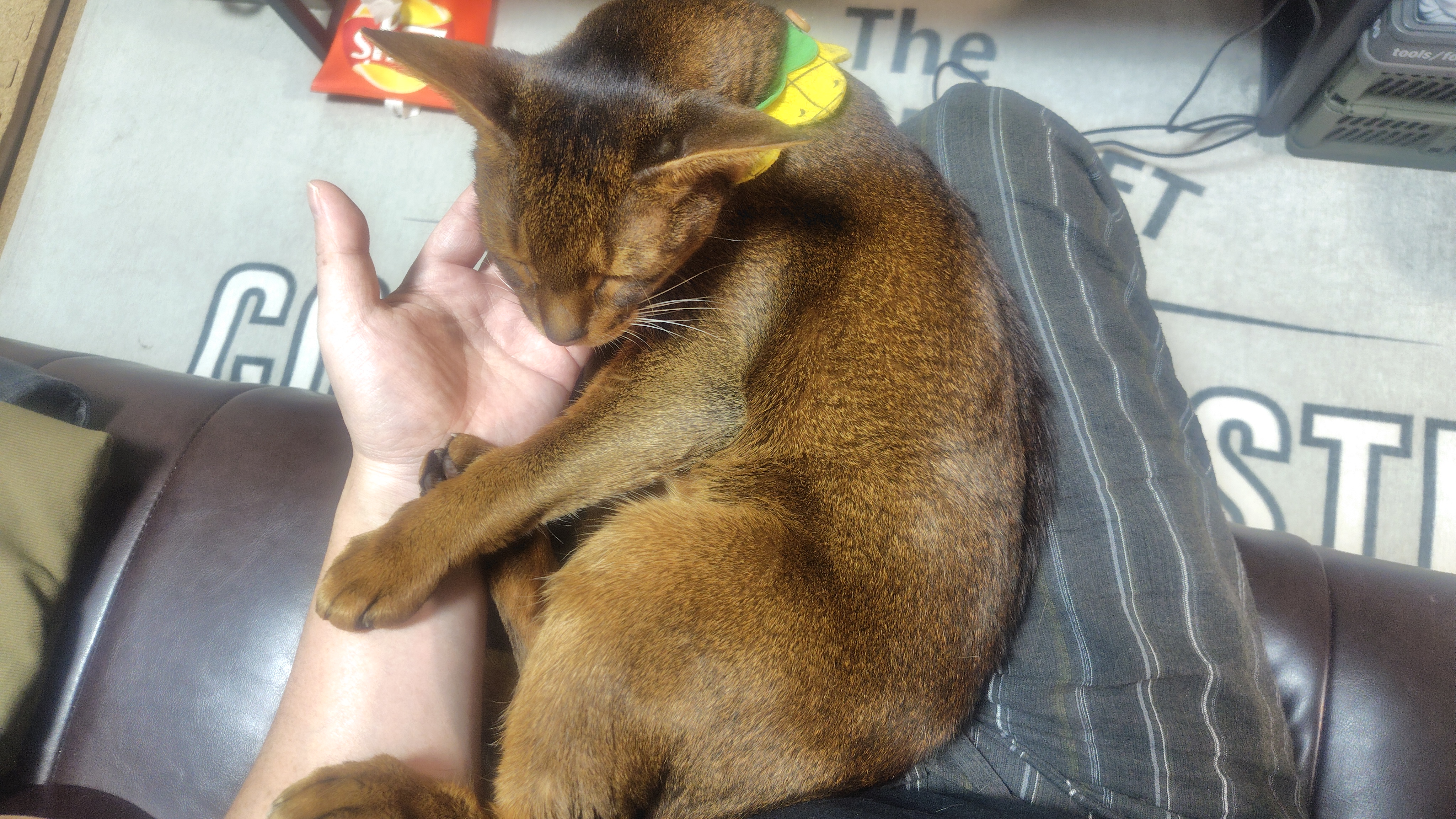 猫