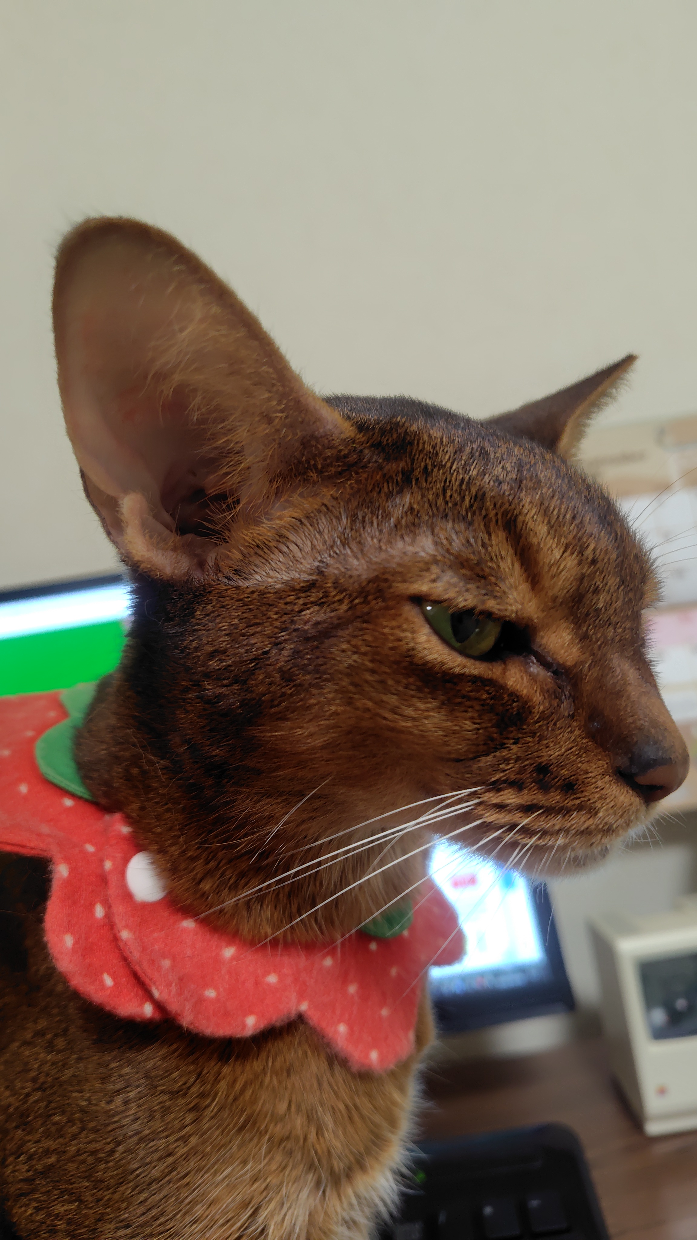 猫