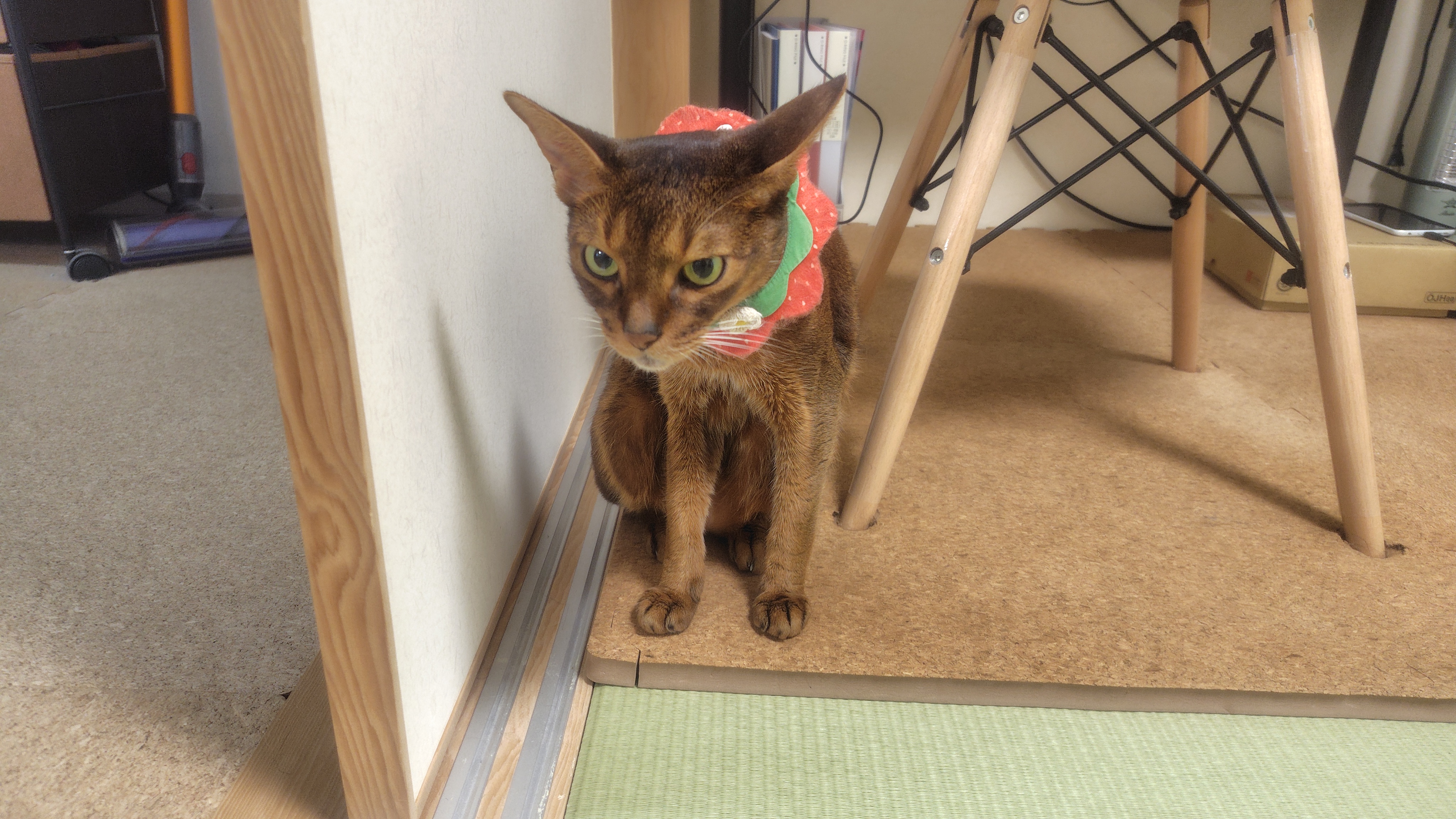 猫
