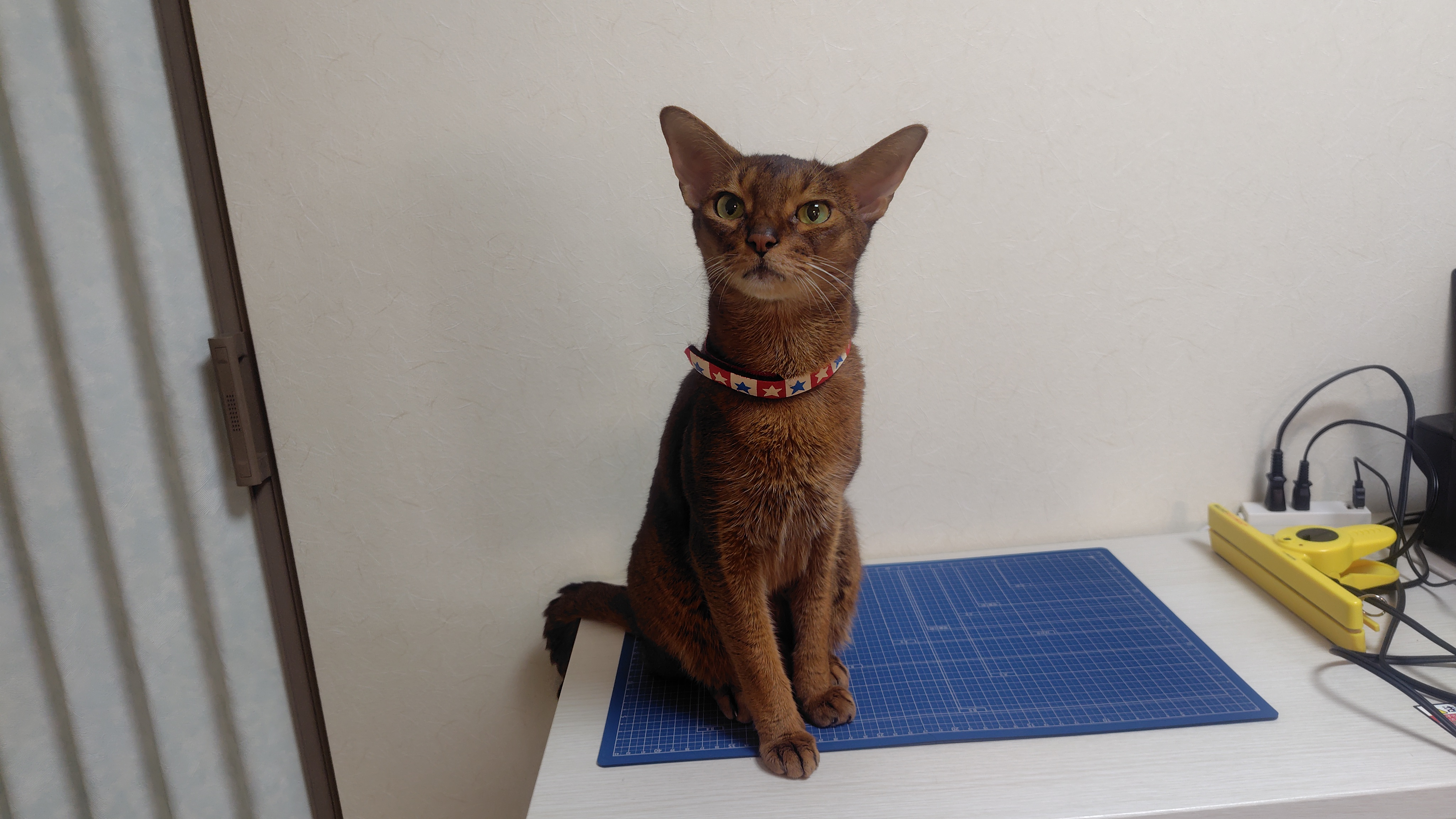猫