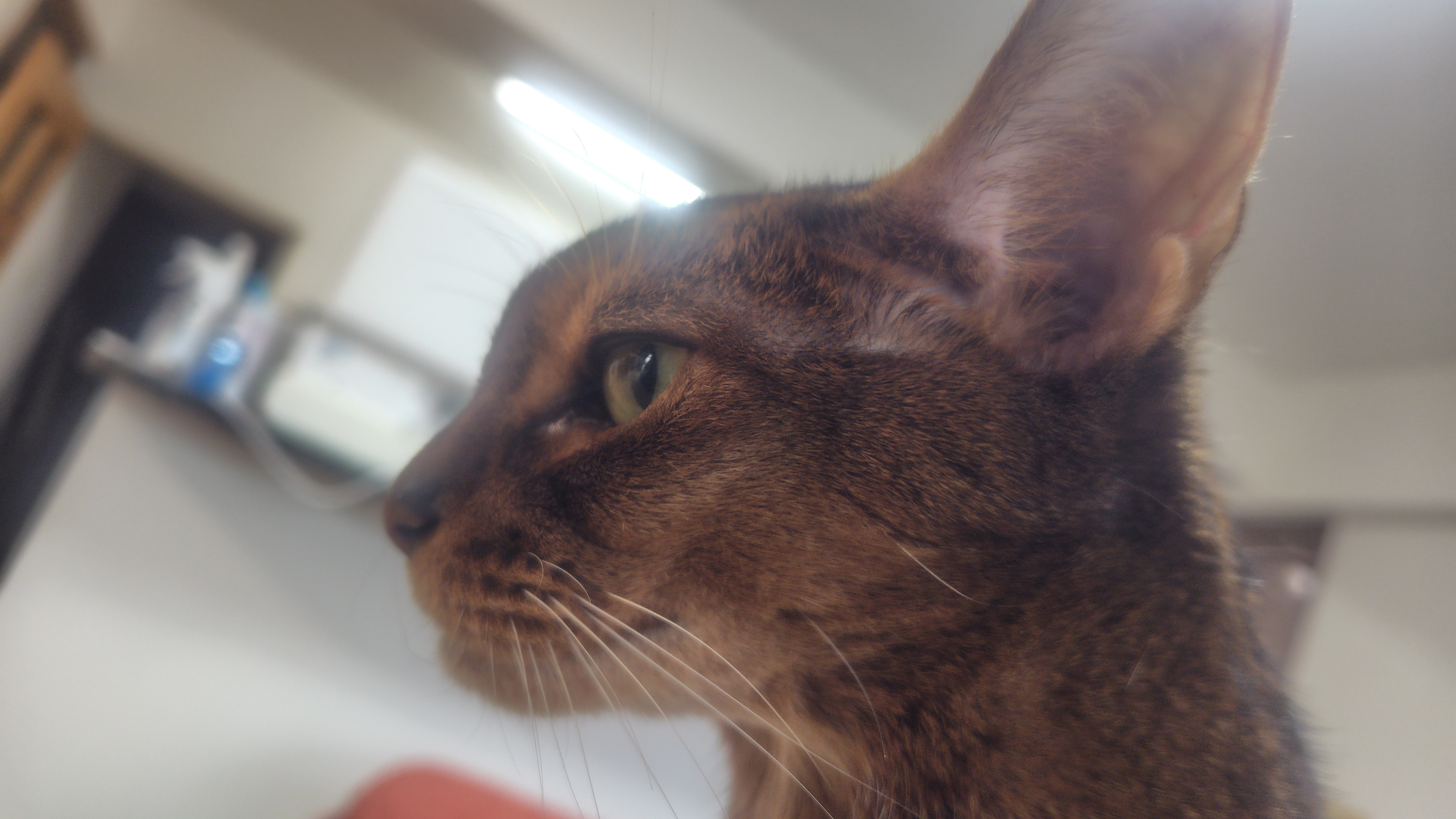 Somewhere Cats