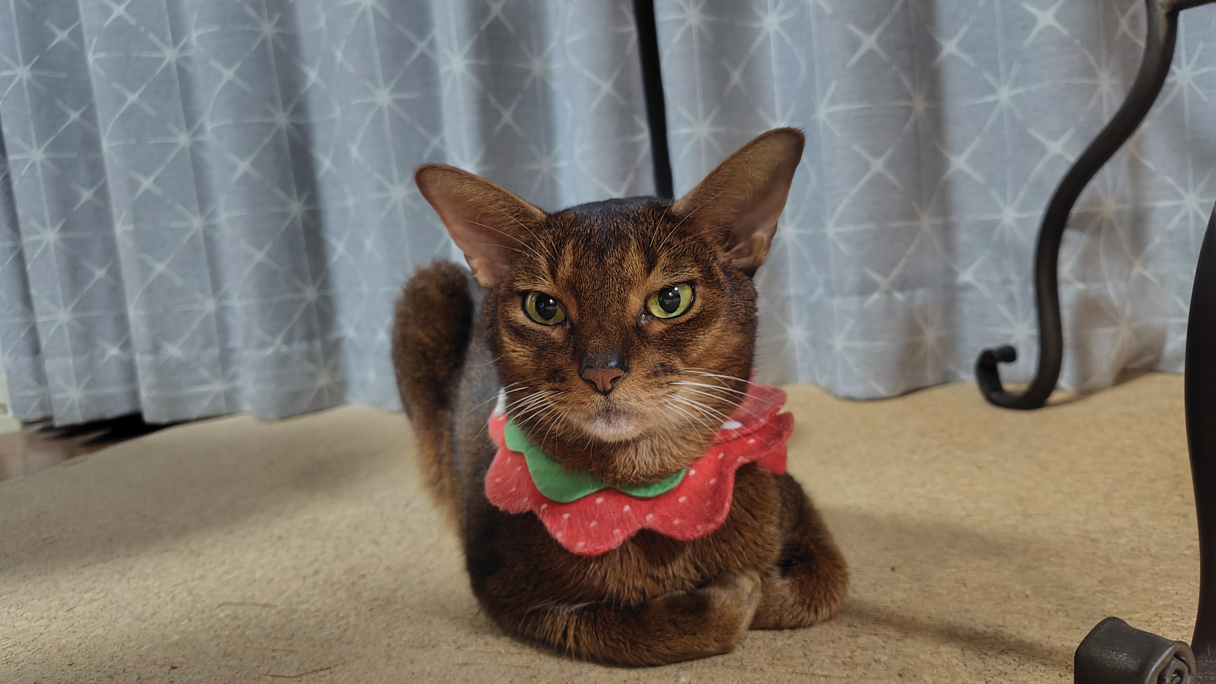 猫